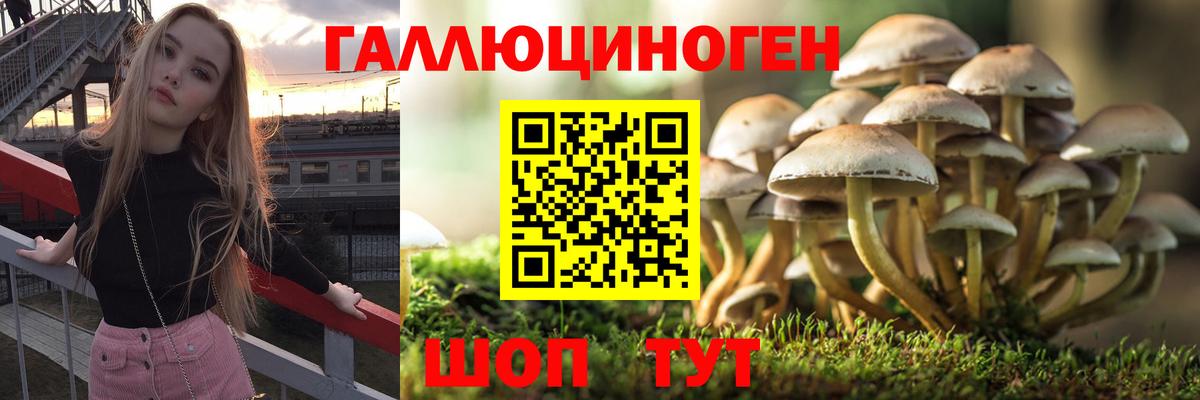 Галлюциногенные грибы Psilocybine cubensis  Вход с VPN  где найти   Ржев 